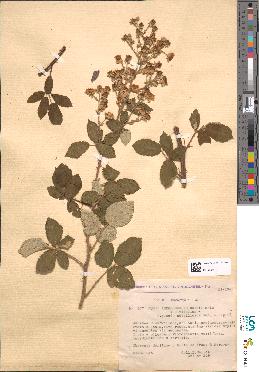 spécimen de Rubus arduennensis