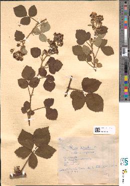 spécimen de Rubus × disparatus