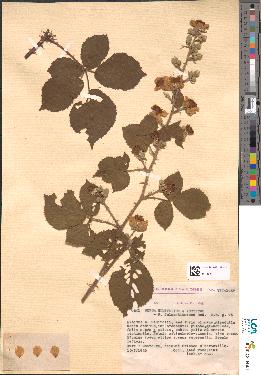 spécimen de Rubus × fulgentissimus