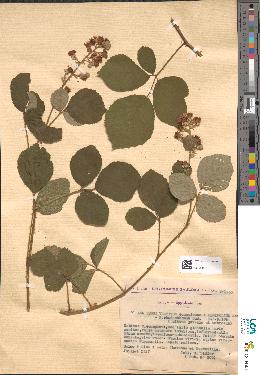spécimen de Rubus × fulgentissimus