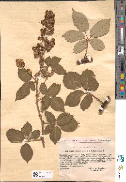 spécimen de Rubus × fulgentissimus