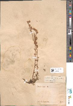 spécimen de Artemisia atrata