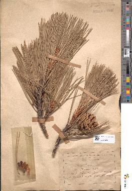 spécimen de Pinus laricio