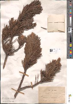spécimen de Pinus montana