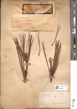 spécimen de Pinus maritima