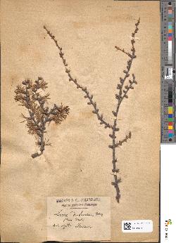 spécimen de Larix dahurica