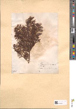 spécimen de Abies nordmanniana