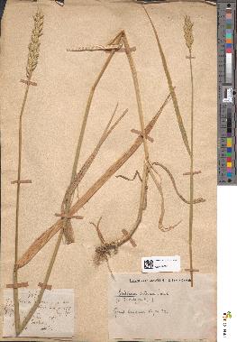 spécimen de Triticum sativum