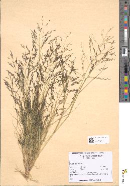 spécimen de Eragrostis pectinacea