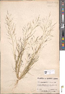 spécimen de Eragrostis pectinacea