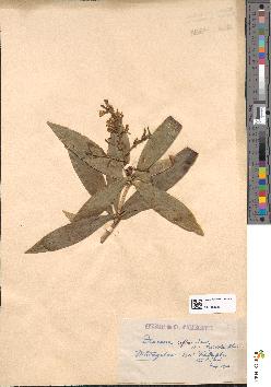 spécimen de Dracaena reflexa