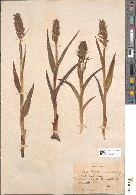 spécimen de Dactylorhiza incarnata
