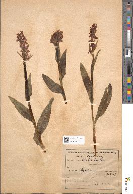 spécimen de Dactylorhiza majalis