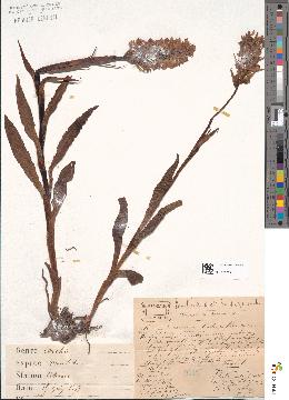 spécimen de Dactylorhiza maculata