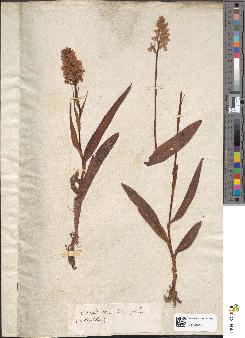 spécimen de Dactylorhiza maculata