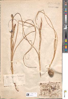 spécimen de Iris sisyrinchium