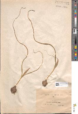 spécimen de Iris sisyrinchium