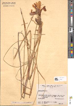 spécimen de Iris xiphium