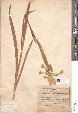 spécimen de Iris guldenstaedtiana