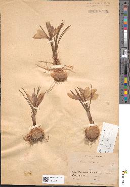 spécimen de Crocus sativus
