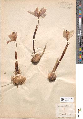 spécimen de Crocus sativus