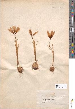 spécimen de Crocus versicolor