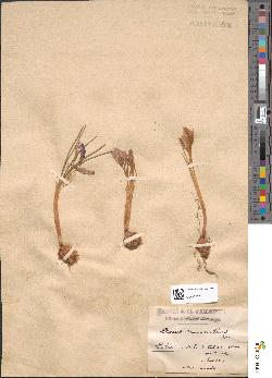 spécimen de Crocus micranthus