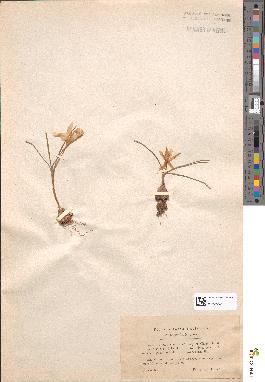 spécimen de Crocus laevigatus