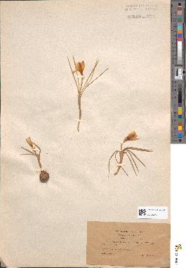 spécimen de Crocus sieberi