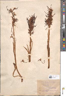 spécimen de Loroglossum hircinum