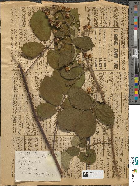 spécimen de Rubus sp.