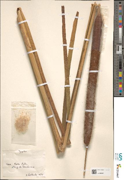 spécimen de Typha sp.