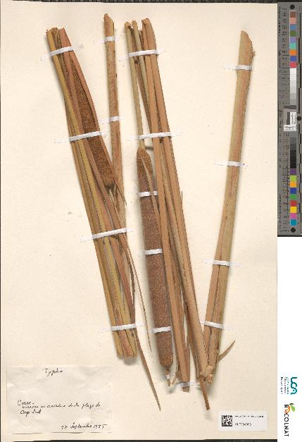 spécimen de Typha sp.