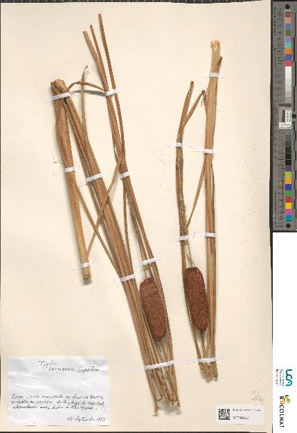 spécimen de Typha sp.