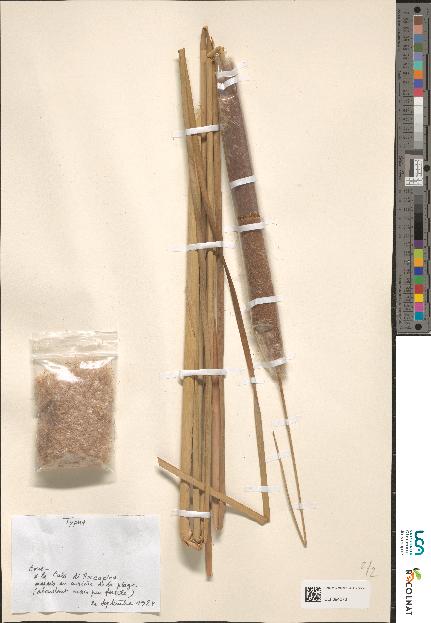 spécimen de Typha sp.