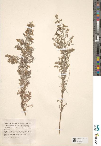 spécimen de Artemisia sp.