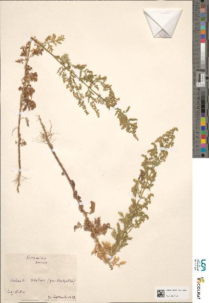 spécimen de Artemisia sp.