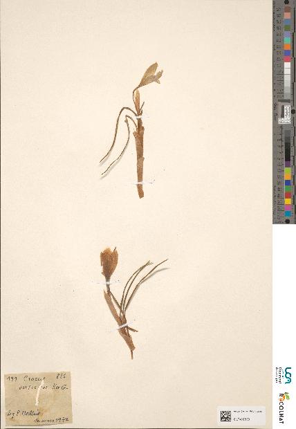 spécimen de Crocus sp.