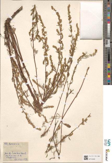 spécimen de Artemisia sp.
