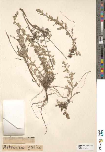 spécimen de Artemisia sp.