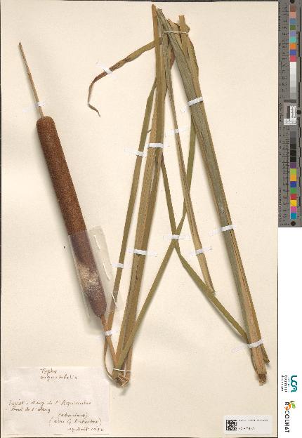 spécimen de Typha sp.