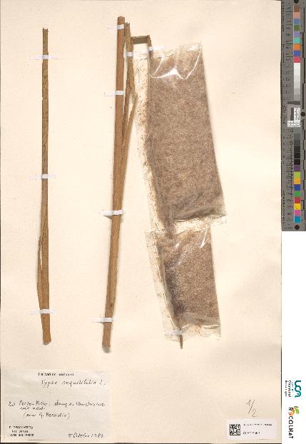 spécimen de Typha sp.