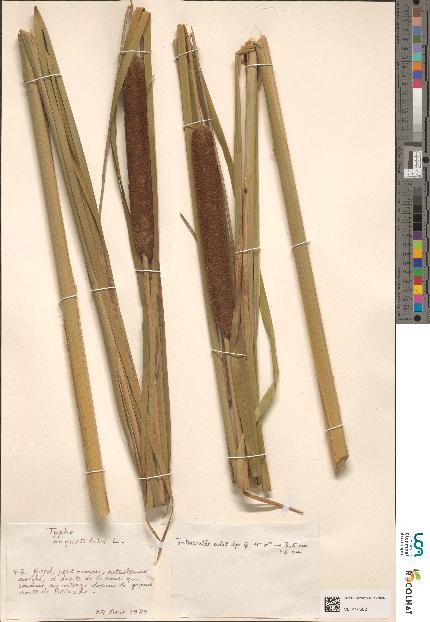 spécimen de Typha sp.