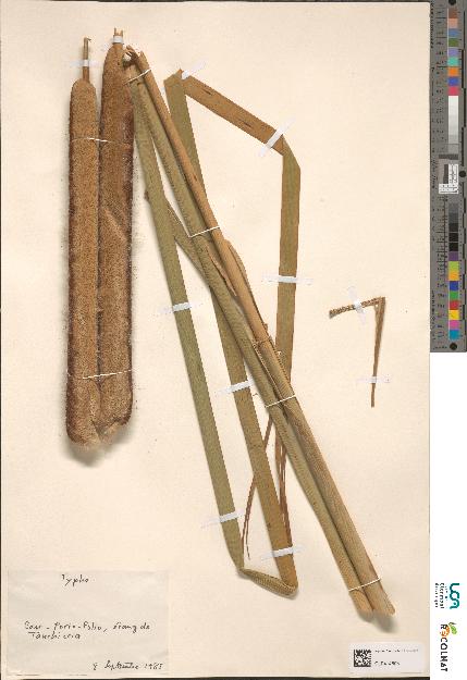 spécimen de Typha sp.
