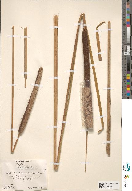 spécimen de Typha sp.