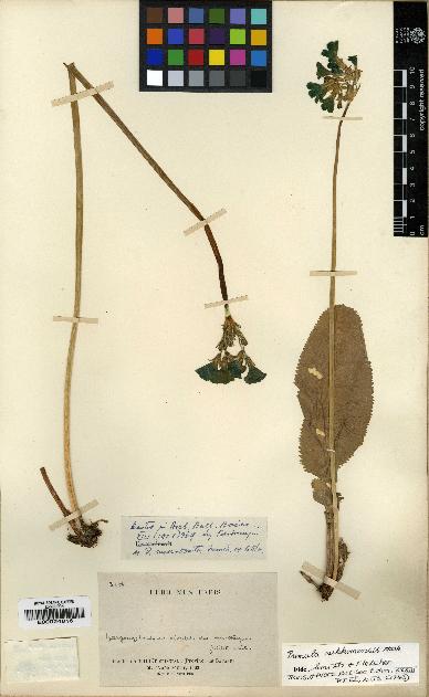 spécimen de Primula sikkimensis