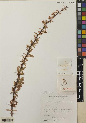 spécimen de Berberis tsarongensis