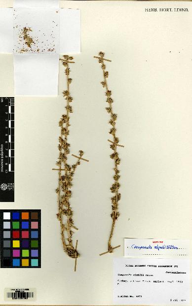 spécimen de Campanula akguelii