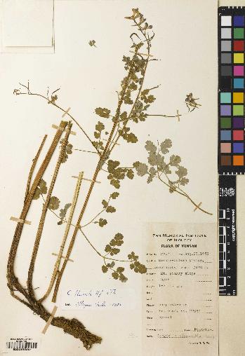 spécimen de Corydalis flaccida