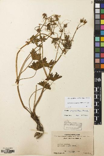 spécimen de Geranium refractum